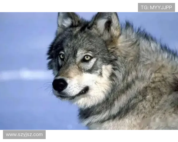 领先比21挑衅狼迷终遭绝平时